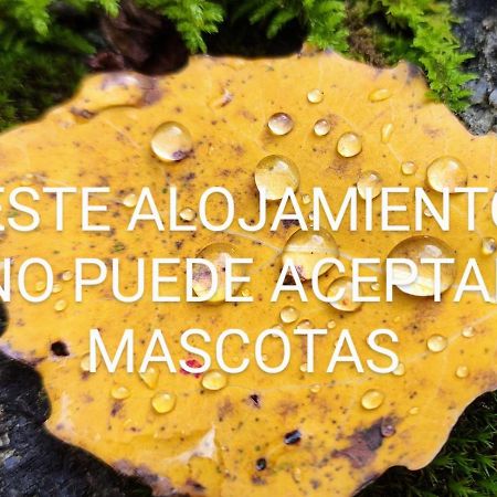 شقة Pleta Del Mon Atico بيناسكي المظهر الخارجي الصورة